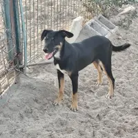 Adopta a Nyx