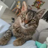 Adopta a Rizos
