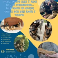 Adopta a Elsa Y Alma