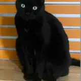Adopta a Manolito