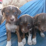 Adopta a Luna, Max, Nala