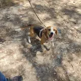 Adopta a Pija