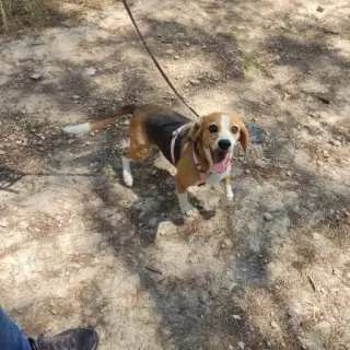 Pija