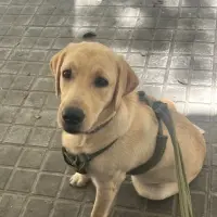 Adopta a Niu