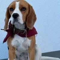 Adopta a Agatha Joven Y Sociable-Tlf 645978718