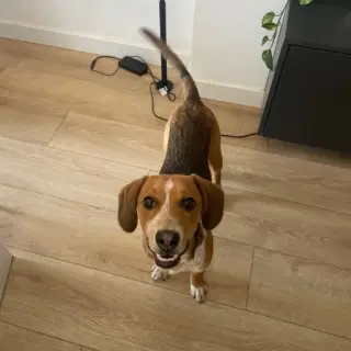 Olaf