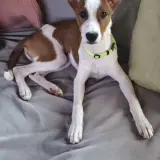 Adopta a Vanessa