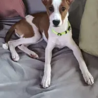 Adopta a Vanessa