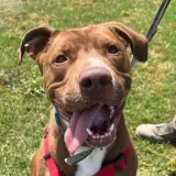 Adopta a Alex