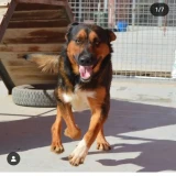 Adopta a Croqueta