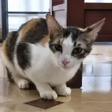 Adopta a Jengibre