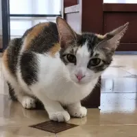 Adopta a Jengibre