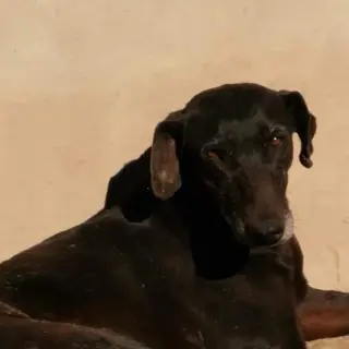 Suri