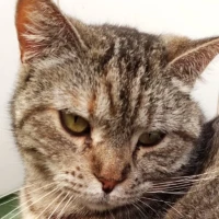 Adopta a Roma