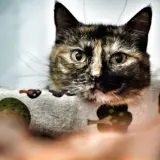 Adopta a Roxana