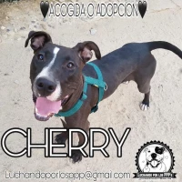 Adopta a Cherry(Mami)