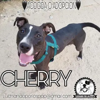 Cherry(Mami)