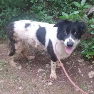 Turca