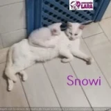 Adopta a Snowi