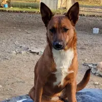 Adopta a Albóndiga