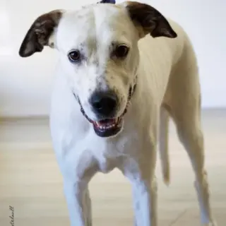 Vega