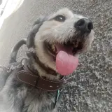 Adopta a Poncho