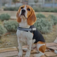 Adopta a Eddie