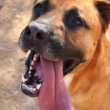 Adopta a Rambo