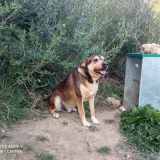 Raspu