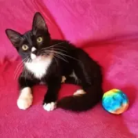 Adopta a Peluchín