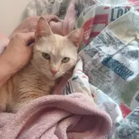 Adopta a India
