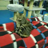 Adopta a Jon