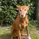Adopta a Pipi