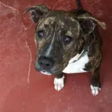 Adopta a Freyja