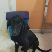 Adopta a Blacky