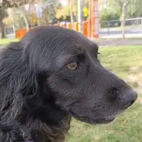 Adopta a Trufa