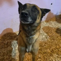 Adopta a Rambo