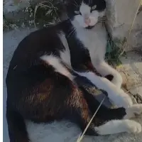 Adopta a Oreo