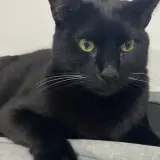 Adopta a Moi