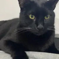 Adopta a Moi