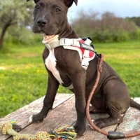 Adopta a Brun