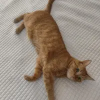 Adopta a Ragnar