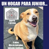 Adopta a Junior