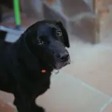 Adopta a Bayron