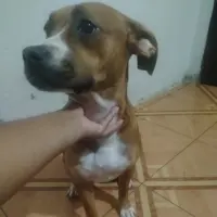 Adopta a Gigi