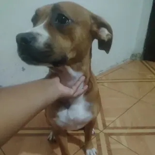 Gigi