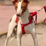 Adopta a Lechero