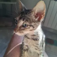 Adopta a Rosita