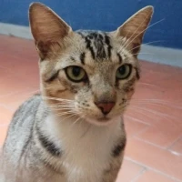 Adopta a Teo