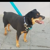 Adopta a Cobi